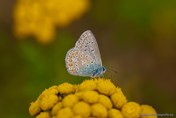 Eifel, augustus 2022, Bart Fotografie-121