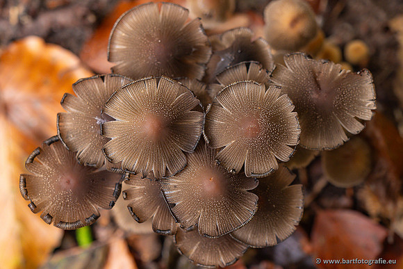 Paddenstoelen 2024-039