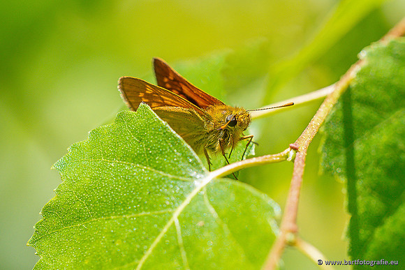 Bart Fotografie Vlinders-990