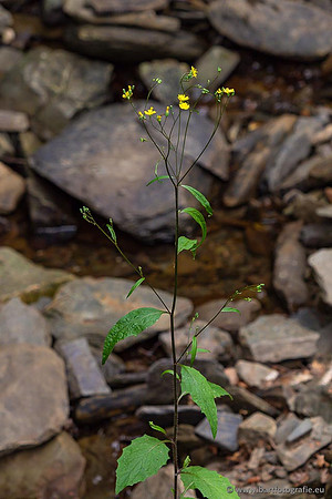 Eifel, augustus 2022, Bart Fotografie-110