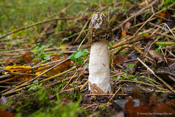 Paddenstoelen 2024-115
