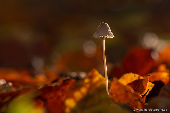 Paddenstoelen 2024-047