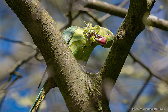 Exoten, Bart Fotografie-144