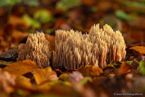 Paddenstoelen 2024-053