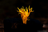 Paddenstoelen 2024