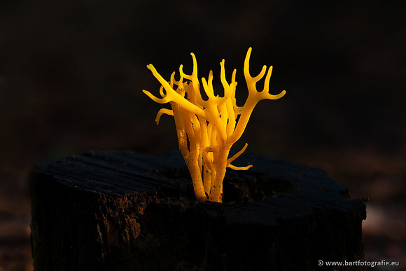 Paddenstoelen 2024-080