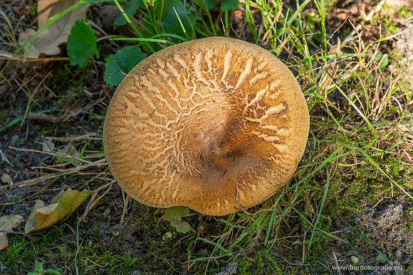 Friesland oktober 2025-002