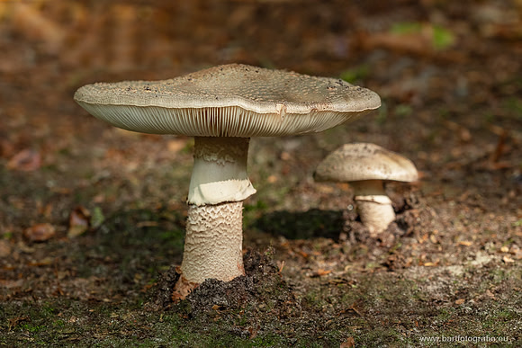 Friesland oktober 2025-022