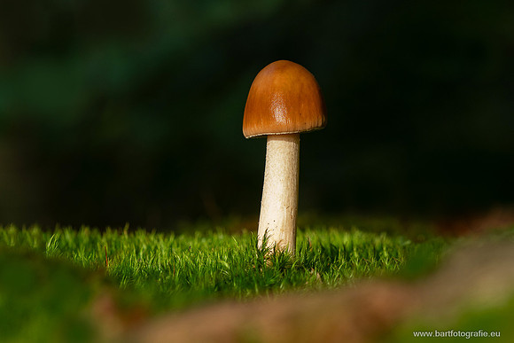Friesland oktober 2025-024
