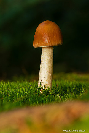 Friesland oktober 2025-025