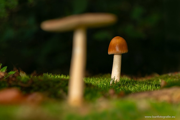 Friesland oktober 2025-026