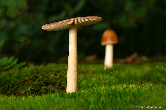 Friesland oktober 2025-027
