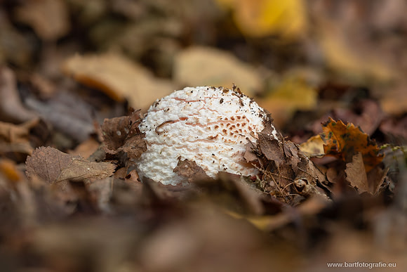 Friesland oktober 2025-030