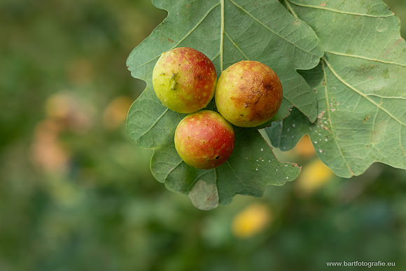Friesland oktober 2025-042