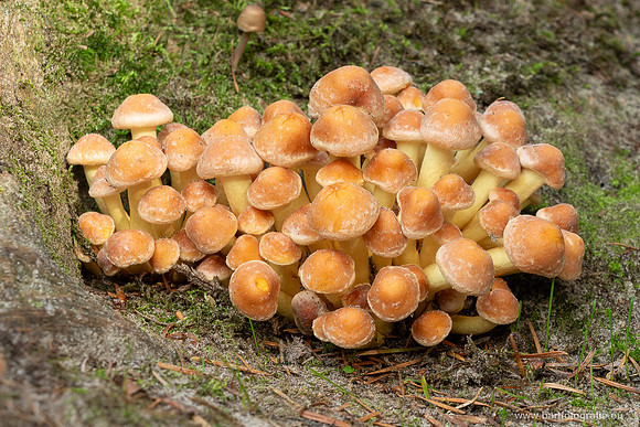 Friesland oktober 2025-053