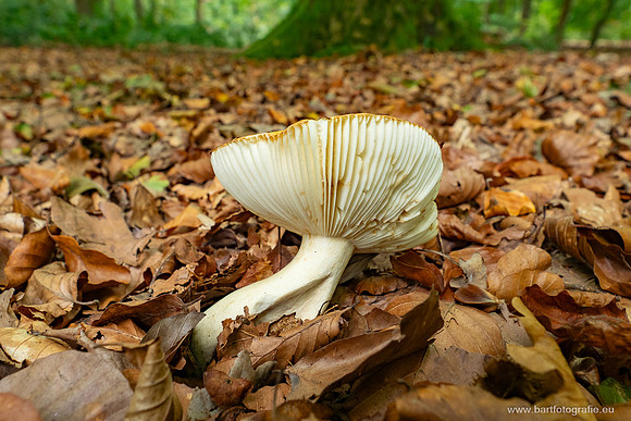 Friesland oktober 2025-067
