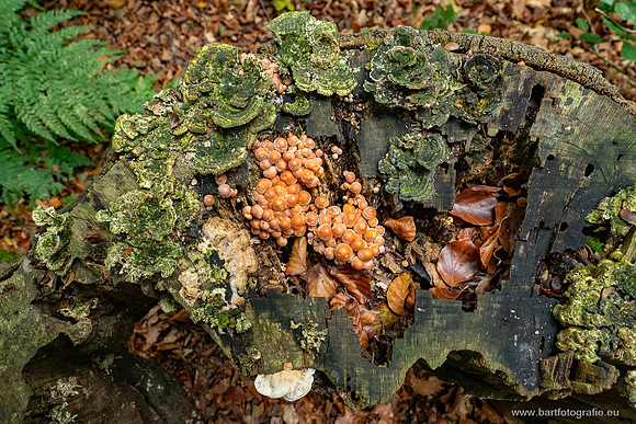 Friesland oktober 2025-068