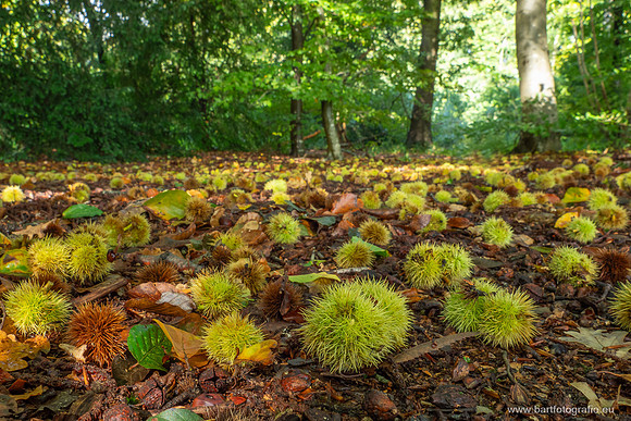 Friesland oktober 2025-074