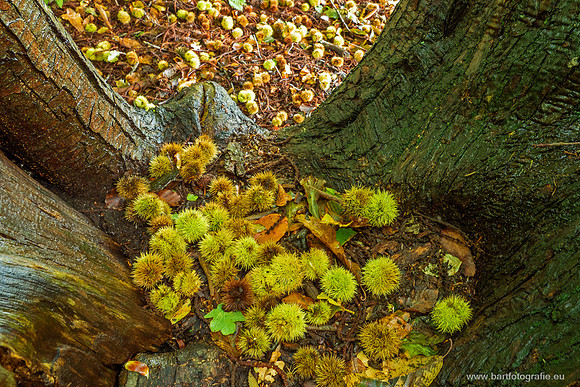 Friesland oktober 2025-075