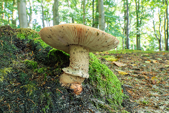Friesland oktober 2025-079