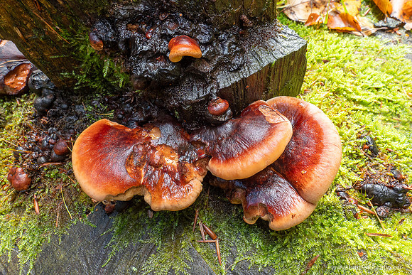 Friesland oktober 2025-081
