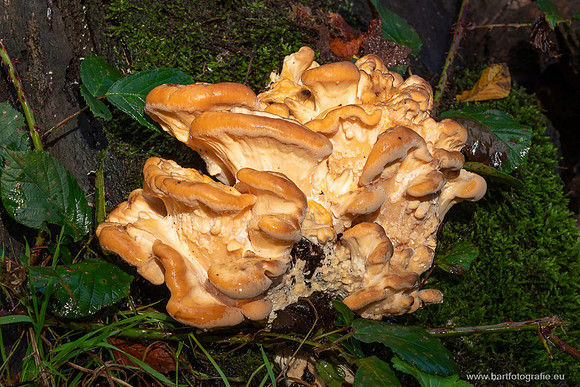 Friesland oktober 2025-084