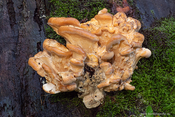 Friesland oktober 2025-085