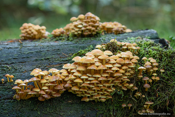 Friesland oktober 2025-089