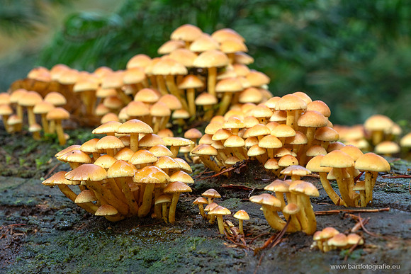 Friesland oktober 2025-088