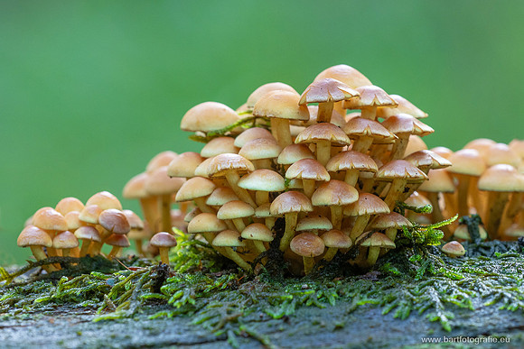 Friesland oktober 2025-090