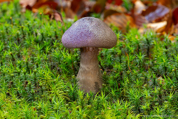 Friesland oktober 2025-092