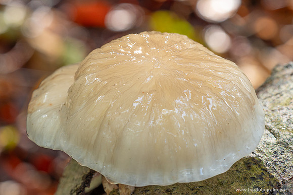 Friesland oktober 2025-096
