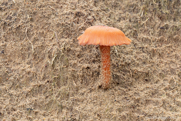 Friesland oktober 2025-137