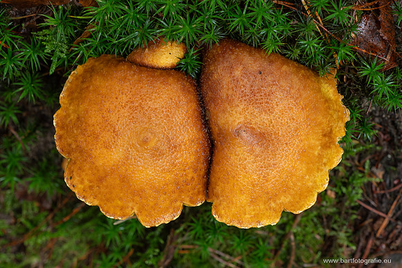 Friesland oktober 2025-149
