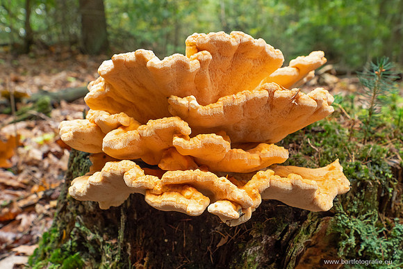 Friesland oktober 2025-151