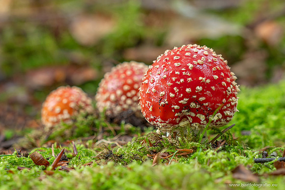 Friesland oktober 2025-163