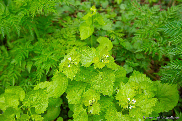 Bloemen en Planten Bart Fotografie-1387