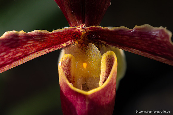 Bloemen en Planten Bart Fotografie-951