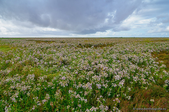 Friesland september 2020 Bart Fotografie-074