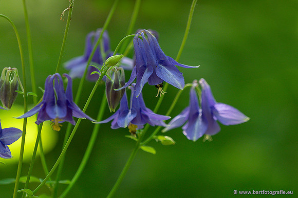 Bloemen en Planten Bart Fotografie-1398