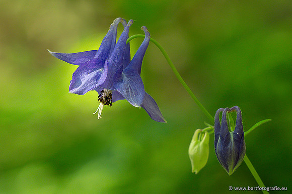 Bloemen en Planten Bart Fotografie-1400