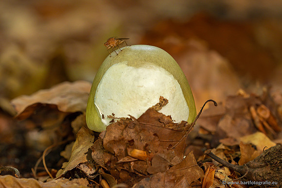 Paddenstoelen-002