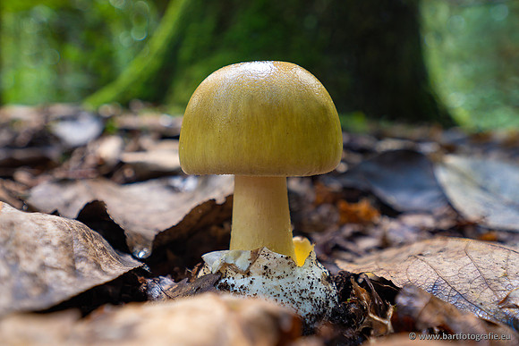 Paddenstoelen-005
