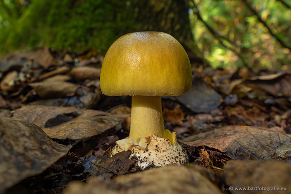 Paddenstoelen-003