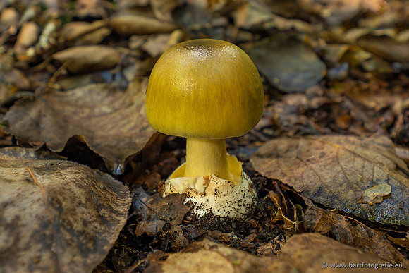 Paddenstoelen-004