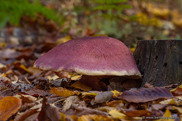 Speulderbos 051125-04