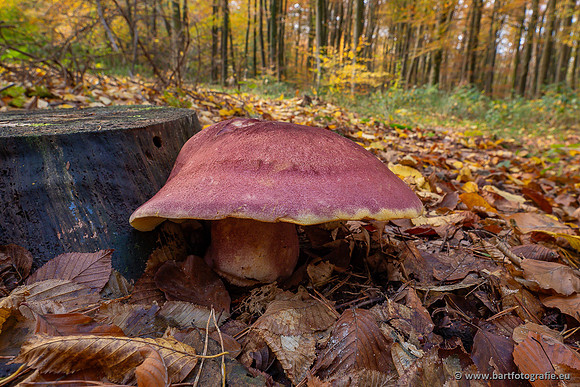 Speulderbos 051125-03