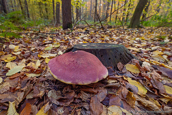 Speulderbos 051125-02