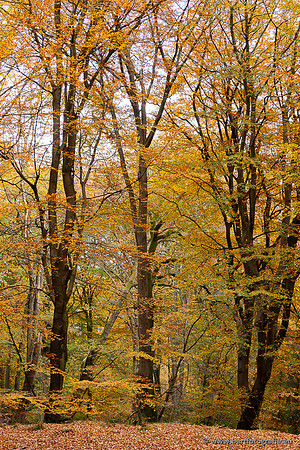 Speulderbos 051125-11