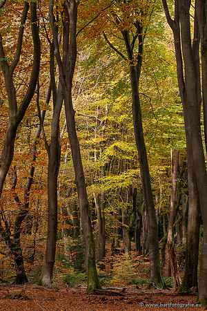 Speulderbos 051125-12